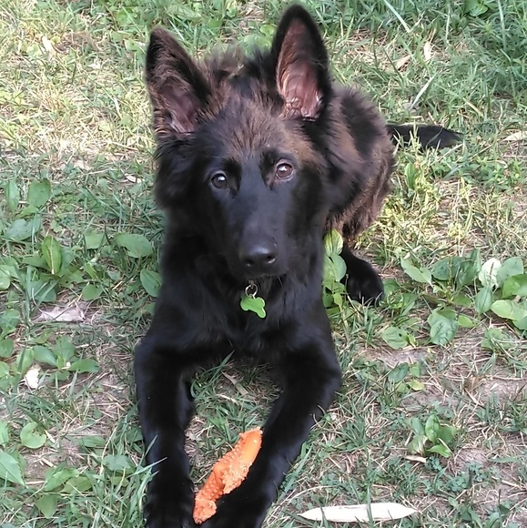 Meet your Posher, Dempsey - Picture 1 of 1